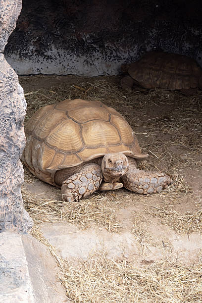 istock African spurred tortoise close-up 2233779333