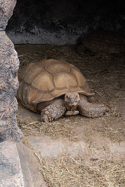 istock African spurred tortoise close-up 2233779342