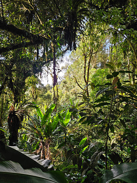istock Tropical Jungle Scenery, vines, trees and leaves 2233780082