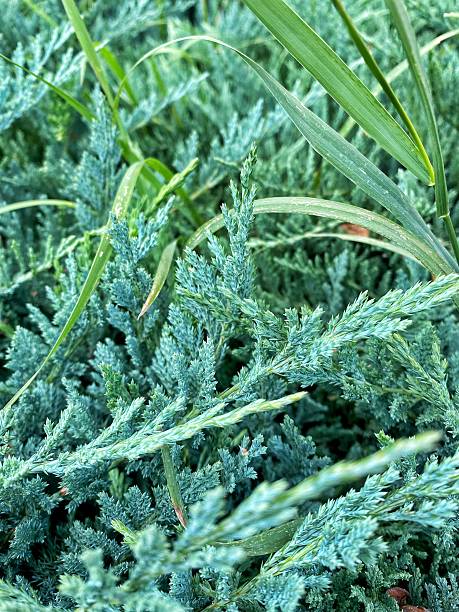 istock Evergreen Creeping Juniper Bush Creating Natural Ground Cover with Decorative Texture 2233784556