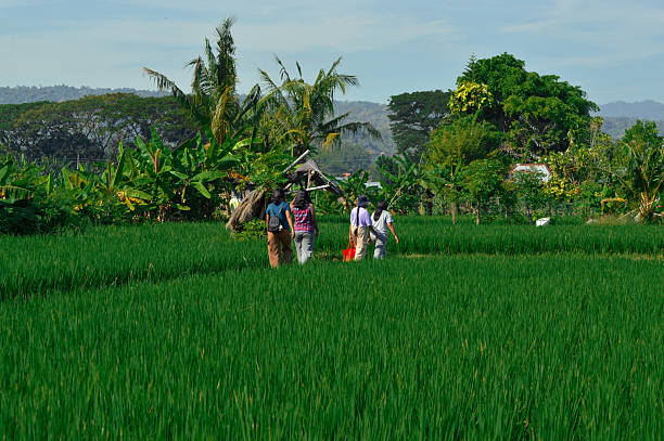Four girls walk side by side across the grassy rice field ridge, enjoying the fresh tropical morning while moving toward a small countryside shelter.