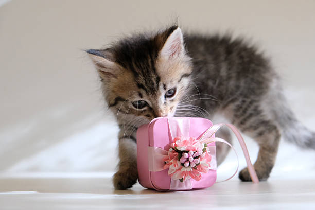 Pink gift box and Tabby kitten on light pink background. Cute little tabby cat. Celebration. Birthday, Mothers Day. Holiday Spirit
