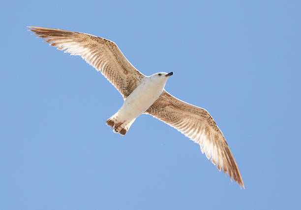 istock A bird is flying in the sky with its wings spread wide 2233785871