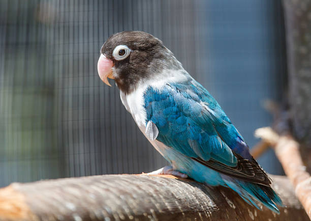 Blue and white bird is perched on a wooden branch. The bird is small and has a blue and white coloration