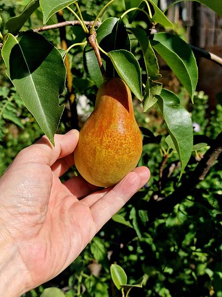 istock pears ripen on the tree in the orchard. close-up 2233788695