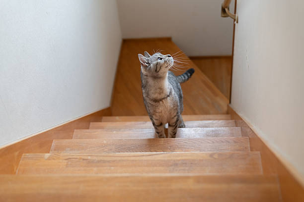 istock Cute cat climbing the stairs 2233790299