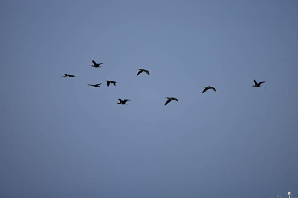 istock flock of cormorants flying on blue sky 2233793100
