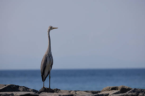 Great heron bird near sea, hunting
