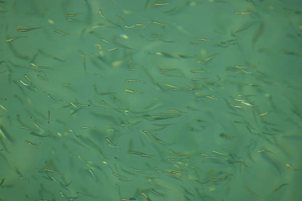 green lake water with small fish flock