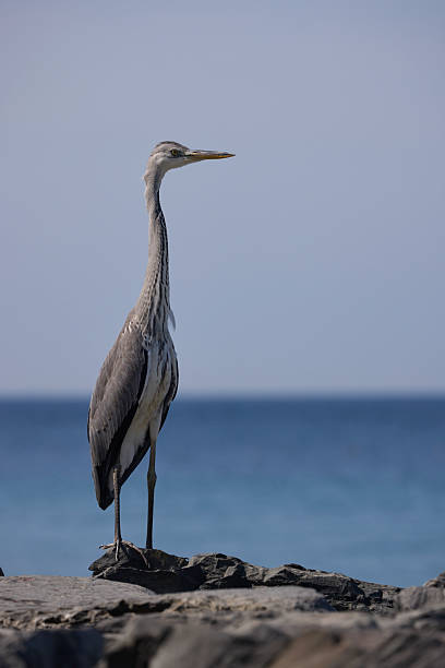 Great heron bird near sea, hunting