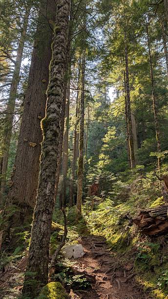 istock Lush temperate rainforest backlit by morning sun, with moss-covered forest floor, a hiking trail, and towering trunks 2233794386