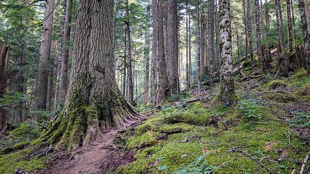 istock Lush temperate rainforest with moss-covered forest floor, a hiking trail, exposed tree roots, and towering trunks 2233794485