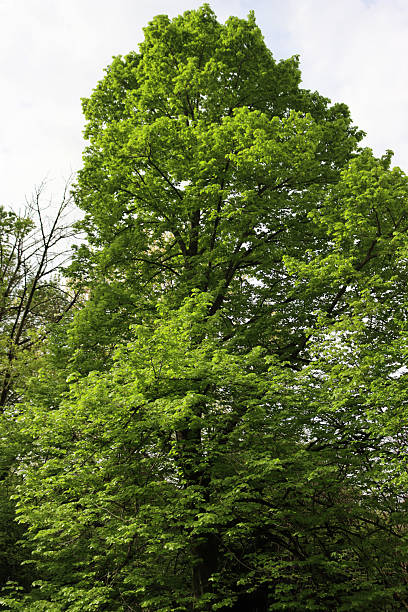 istock Big Linden tree  in the garden . Tilia tree 2233794789