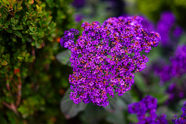 istock Purple Heliotrope Blossoms in the Garden 2233794824