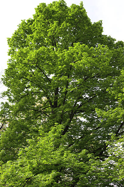 istock Big Linden tree  in the garden . Tilia tree 2233794976