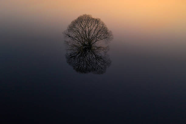 A solitary tree is reflected in calm water at dusk. The sky displays gradient colors from orange to blue.