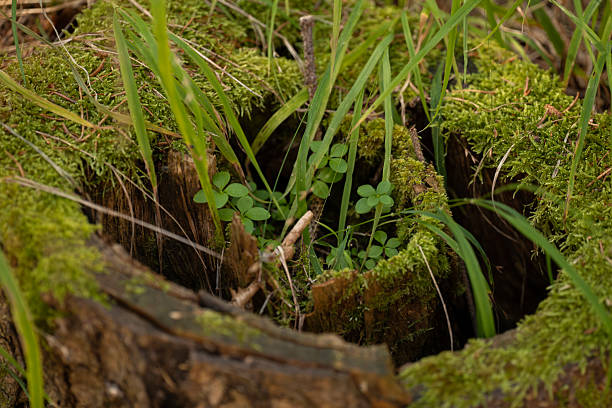 Lush green moss and delicate clover-like leaves emerge from the weathered crevices of an ancient tree stump, showcasing the persistent cycle of life within a tranquil Bansko forest.