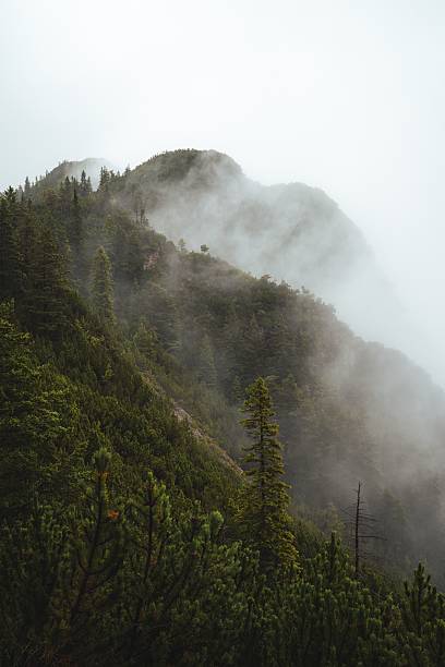 A misty mountain landscape with lush green trees and fog enveloping the peaks.