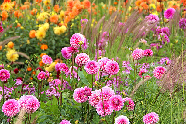 Colorful summer flowerbed with dahlias and ornamental grasses.