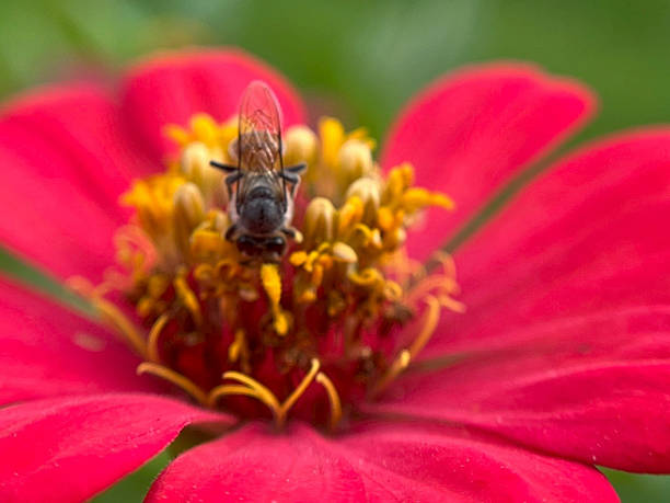 Insect macro photography taken is on the red flowers