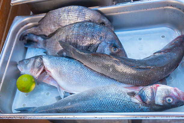 Freshly caught fish lie in a stainless steel sink next to a lime. The image highlights the freshness and quality of the fish, perfect for cooking enthusiasts or culinary presentations
