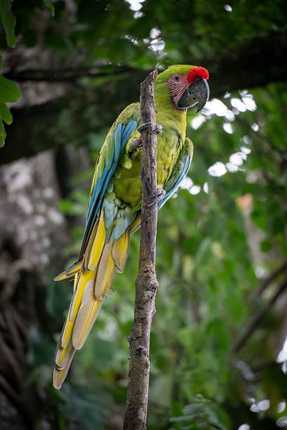 istock Vibrant green parrot in a tropical forest 2233802389