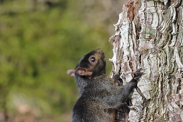 istock Squirrel, Sciurus vulgaris, single mammal on tree, USA. 2233802799