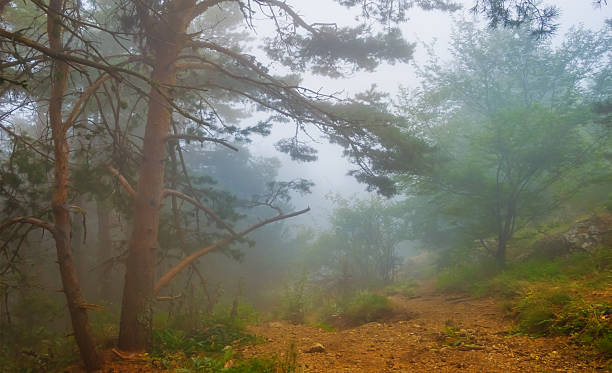 istock forest growth on mount slope in dense mist, calm outdoor mountain scene 2233803830