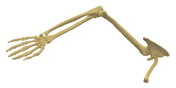 istock Arm bone left male isolated on white background 2233804120