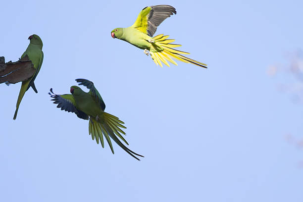 Three ring-necked parakeets in flight, blue sky, ring-necked parakeets in flight with outstretched wings, green bird flying past, Psittacula krameri