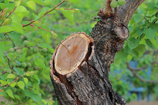 Apricot tree (Prunus armeniaca) stump with coarse, dark bark and a freshly cut, smooth surface displaying the tree rings. Surrounding bright green foliage and unripe apricots cluster on branches. The background is lush and verdant, emphasizing the natural setting.