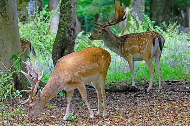 istock Group of Fallow deer in Auberive National Park. 2233807391