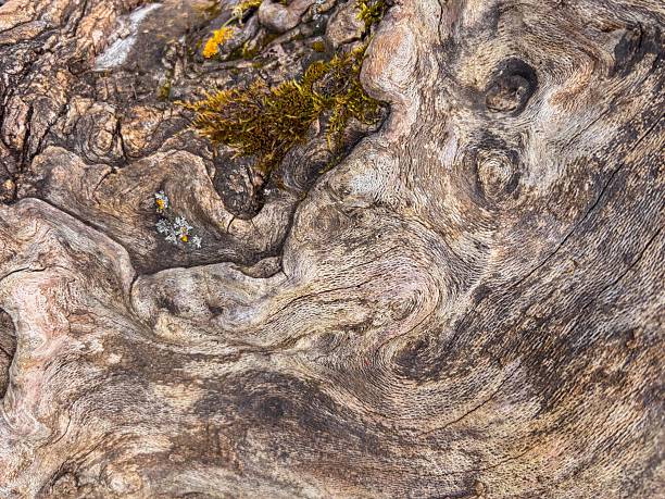 Abstract Wavy Pattern of a Weathered Wood Surface