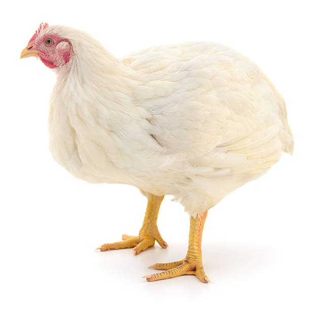 istock White broiler chicken isolated on white background 2233808167
