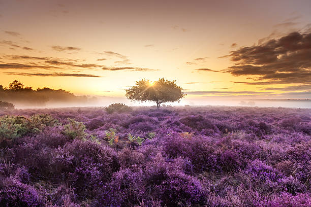 istock Amazing dawn sunrise with single tree and purple heather 2233808652