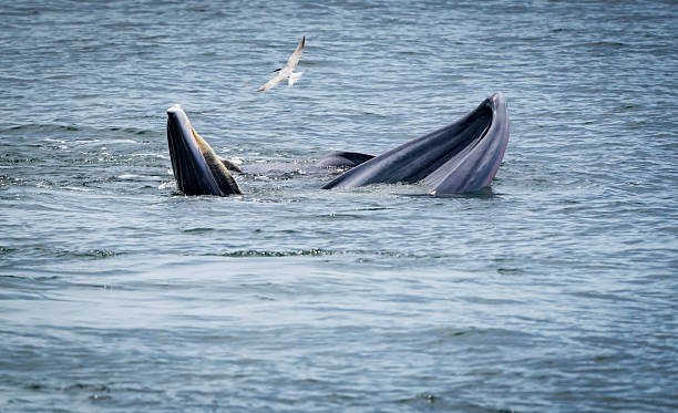istock the bryde's whale in the nature with dramatic tone 2233808654