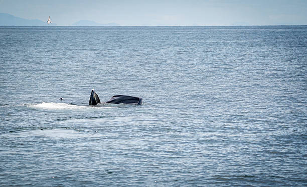 istock the bryde's whale in the nature with dramatic tone 2233808657