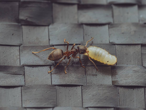 Common garden ant queen flying ants, alates, climbing grass stems after emerging from next on a hot summer day
