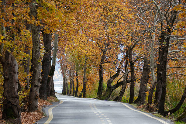Solitary path between trees and vegetation in autumn.