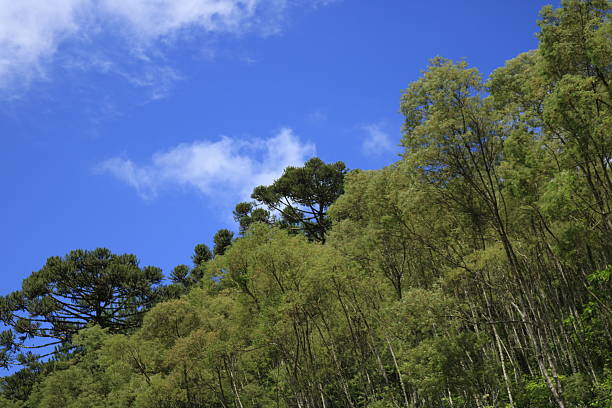 istock Campinha Grande do Sul 2233811050