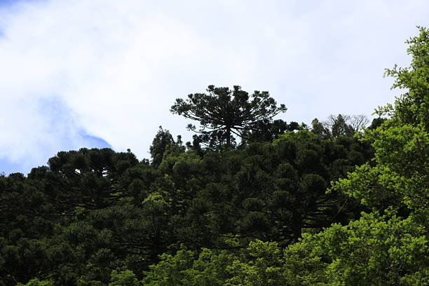 istock Campinha Grande do Sul 2233811051