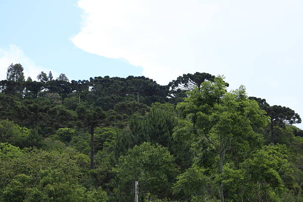 Campinha Grande do Sul