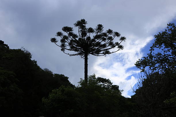 Campinha Grande do Sul