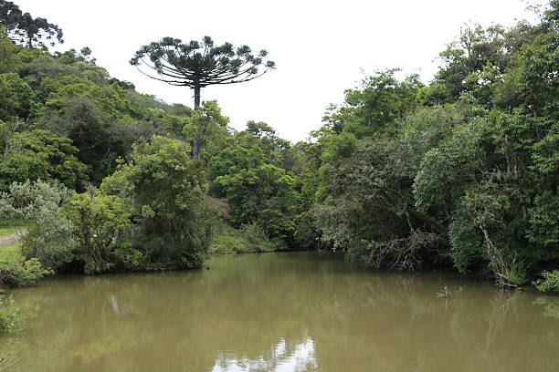 Campinha Grande do Sul