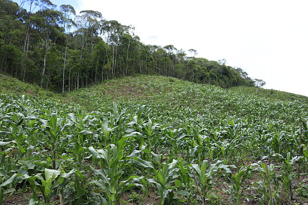 Campinha Grande do Sul
