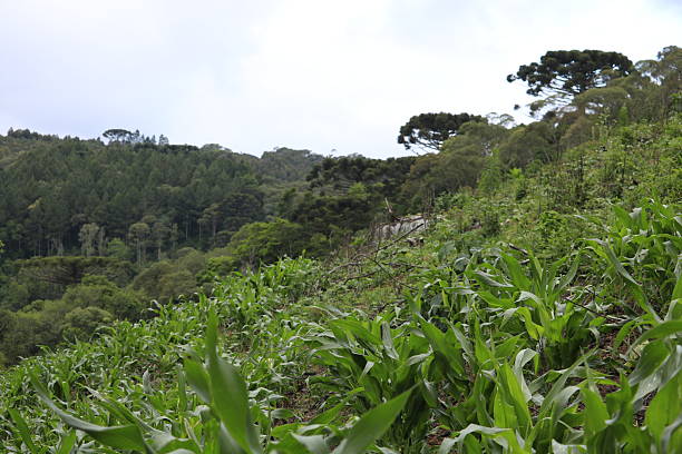 Campinha Grande do Sul