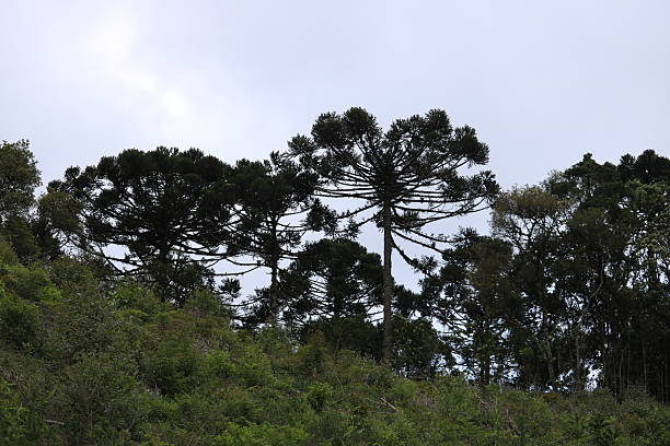 Campinha Grande do Sul