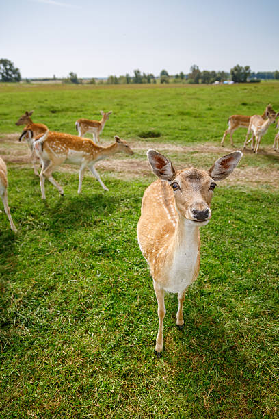 istock A beautiful spotted fallow deer looking directly at the camera in a sunlit green field, with other deer grazing peacefully in the blurred background 2233811135