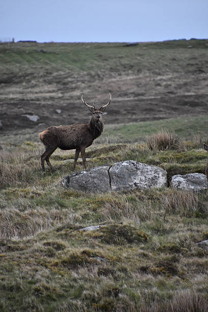 istock Lovely Red Buck Standing on a grassy hill. 2233811662