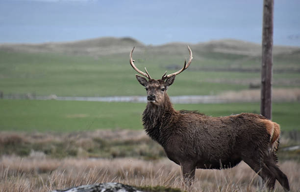 istock Red Buck Deer with a Rack of Antlers 2233811677